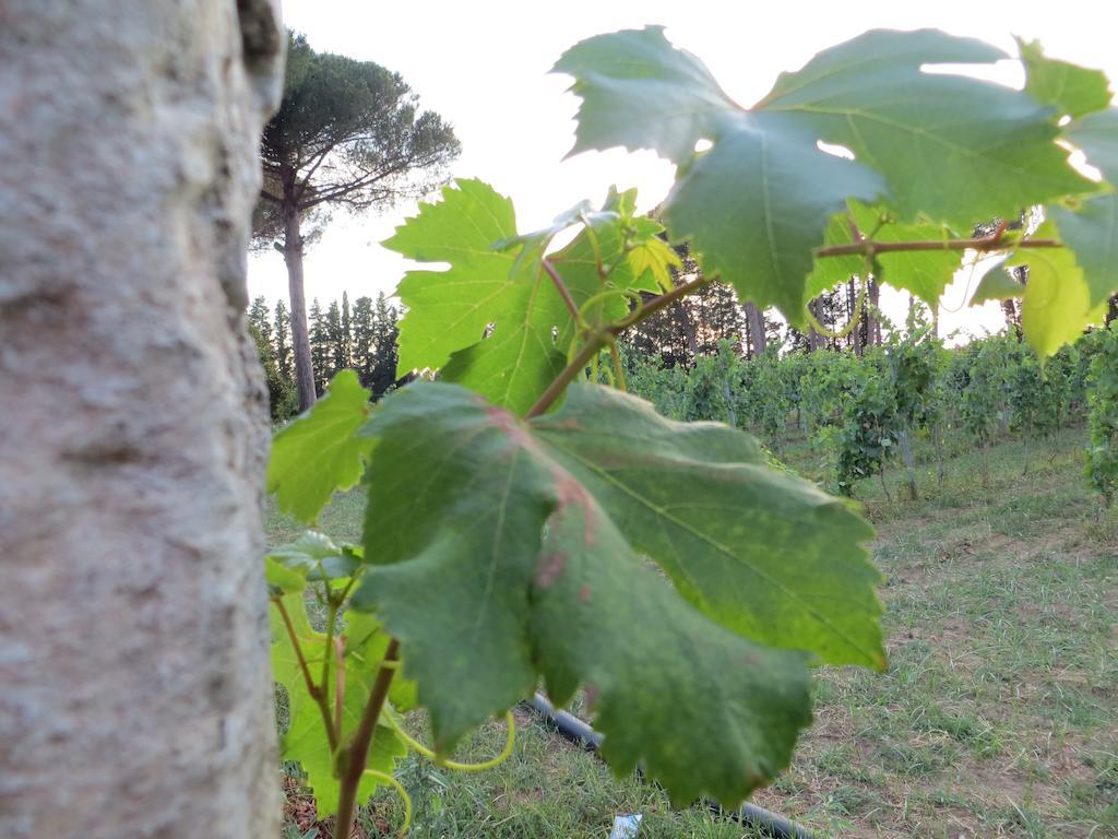 Agriturismo Occhineri 切萨雷奥港 外观 照片